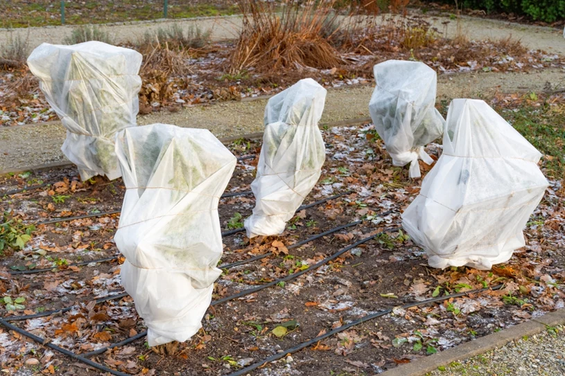 Neem uit de keuken en wikkel uw planten in. Zo beschermt u ze tegen vorst