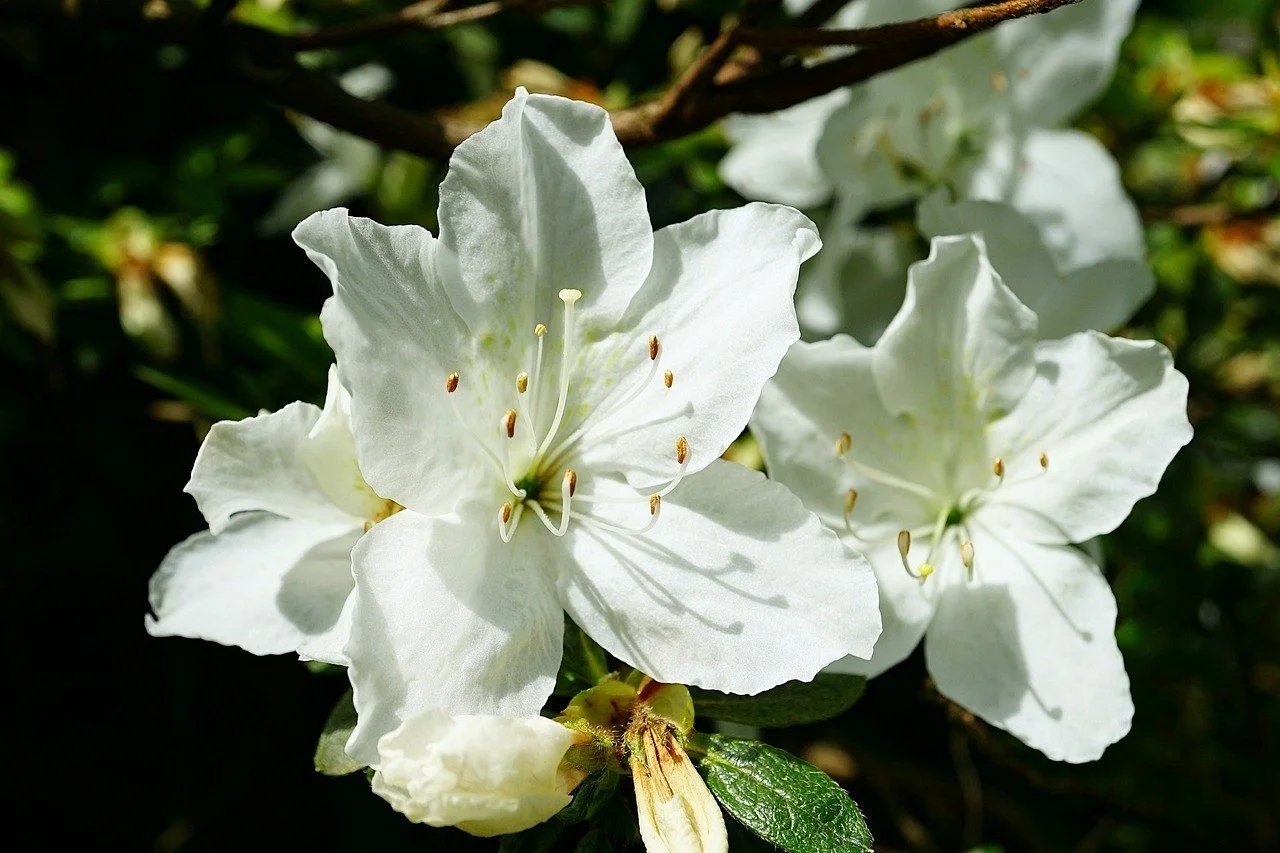 Deze planten houden van koffiedikmest. Koffiedik is een goedkope zelfgemaakte conditioner voor weelderige bloei.