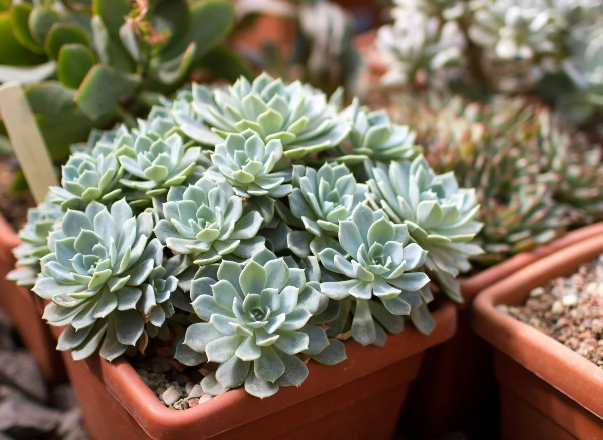 Peuterplanten. Ze zijn schattig, origineel en stellen weinig eisen