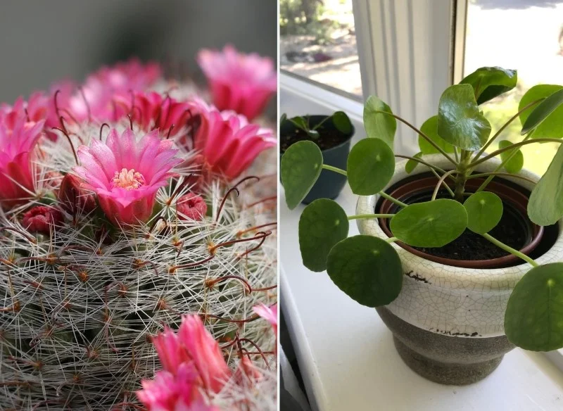 Peuterplanten. Ze zijn schattig, origineel en stellen weinig eisen