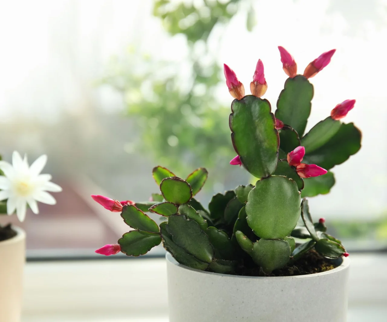 Verliest de plant zijn knoppen? Ik ken de oorzaak en adviseer u wat u moet doen om uw decemberboom bloeiend en gezond te houden.