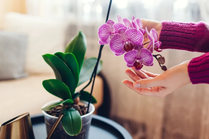 Orchidee wil niet bloeien? Voeg een paar druppels toe aan het water en hij zal bloeien.