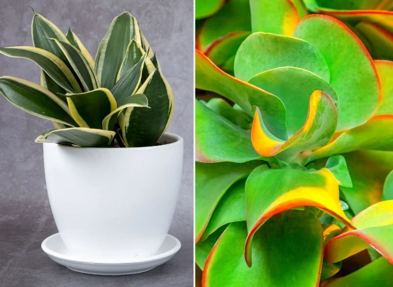 Peuterplanten. Ze zijn schattig, origineel en stellen weinig eisen